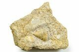 Jurassic Sea Snail (Pyrgotrochus) Fossil - Évrecy, France #367862-1